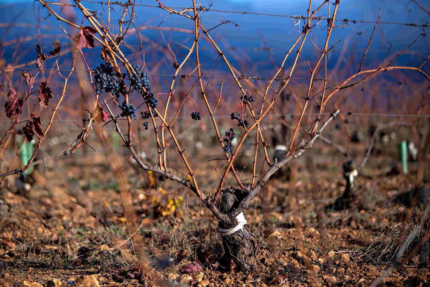 Marqués de Riscal Vineyard